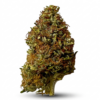 tropical cbg