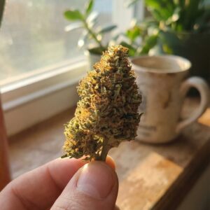 une fleur cbd de tropical cbg au bord d'une fenêtre