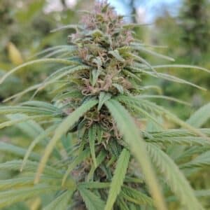 tropical-cbg-culture (outdoor)