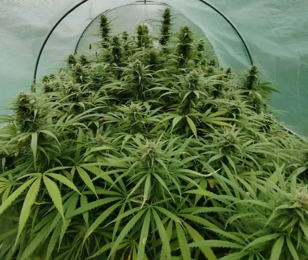 vue global d'un plant de tropical cbg cultivé sous serre avec la méthode scrog