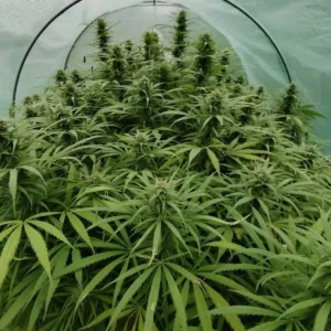 vue global d'un plant de tropical cbg cultivé sous serre avec la méthode scrog