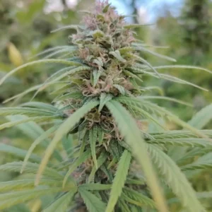 fleur en pleine floraison de tropical cbg