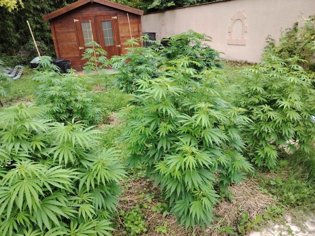 Culture du chanvre terrain