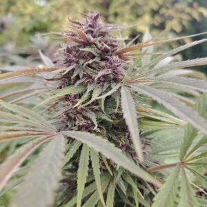 blueberry kush cbd living soil