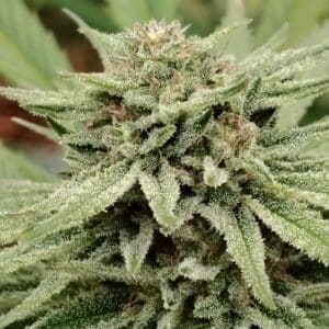 straw banana cbd (outdoor)