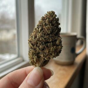 exposition d'une fleur de cbd strawbanana devant une fenêtre