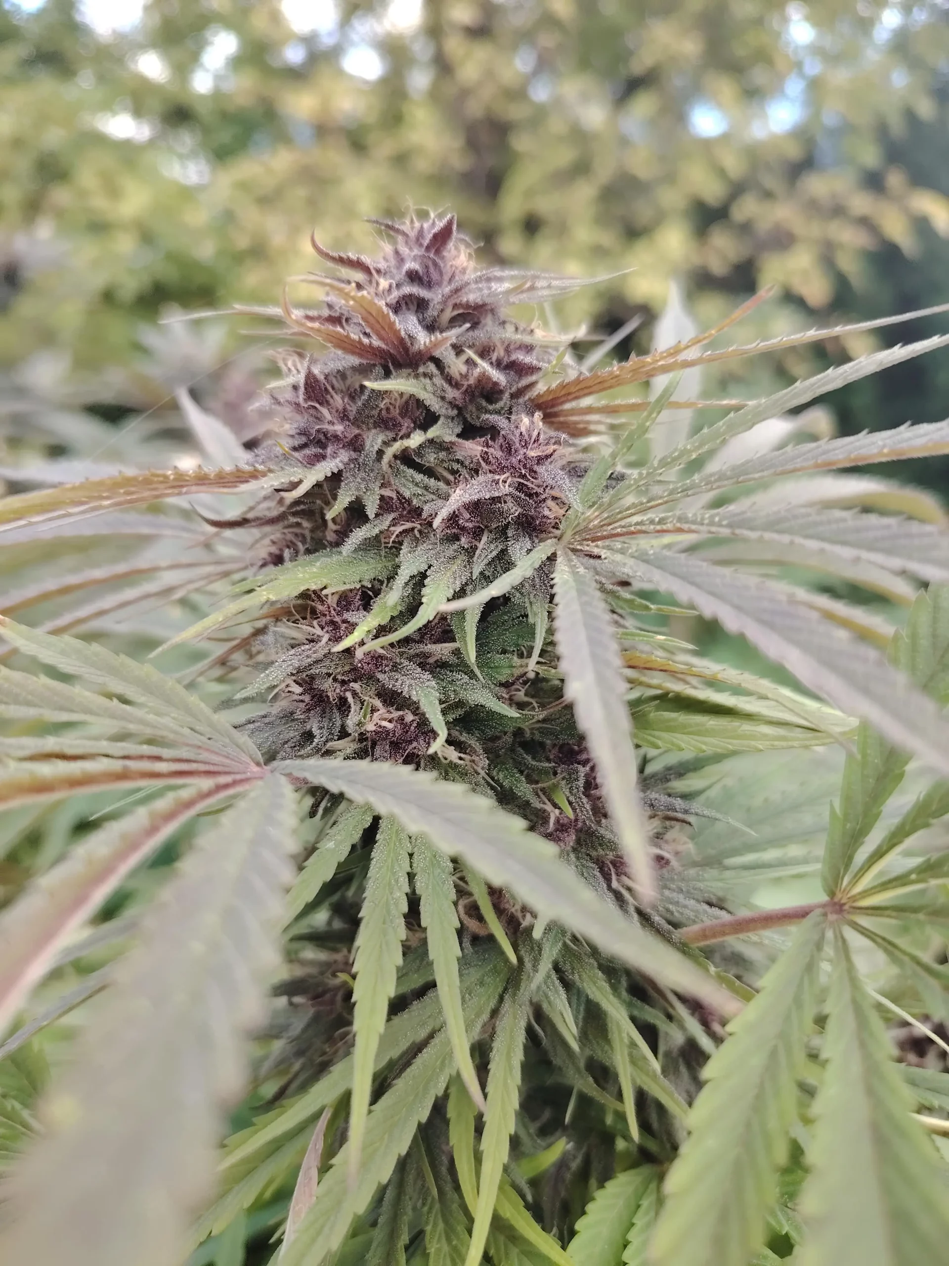 Fleur de cannabis Blueberry Kush CBD en culture, montrant des bourgeons denses et résineux, avec des teintes violettes caractéristiques