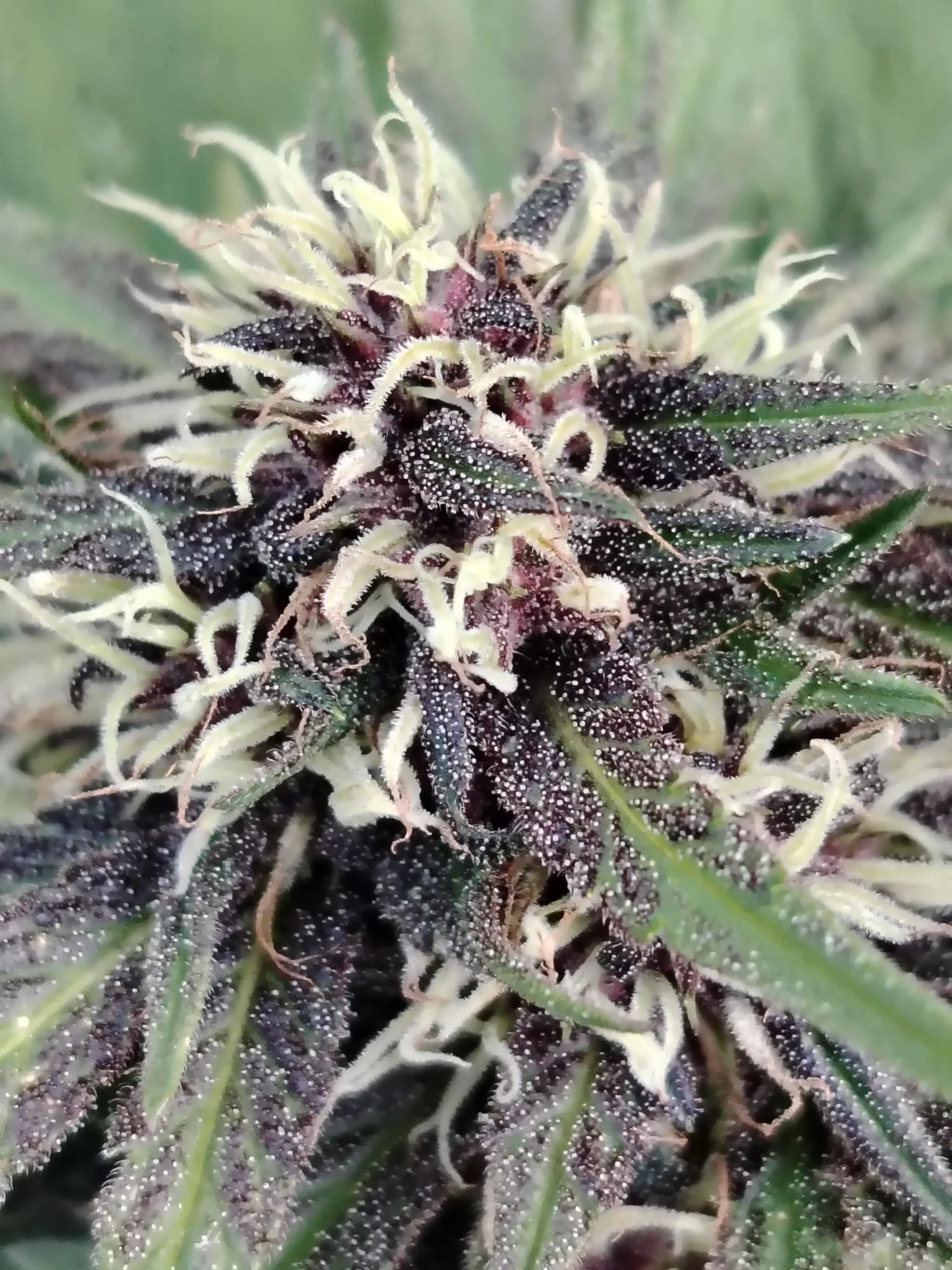 Fleur de CBD Blueberry Kush en pleine culture, trichomes abondants et couleurs violettes intenses