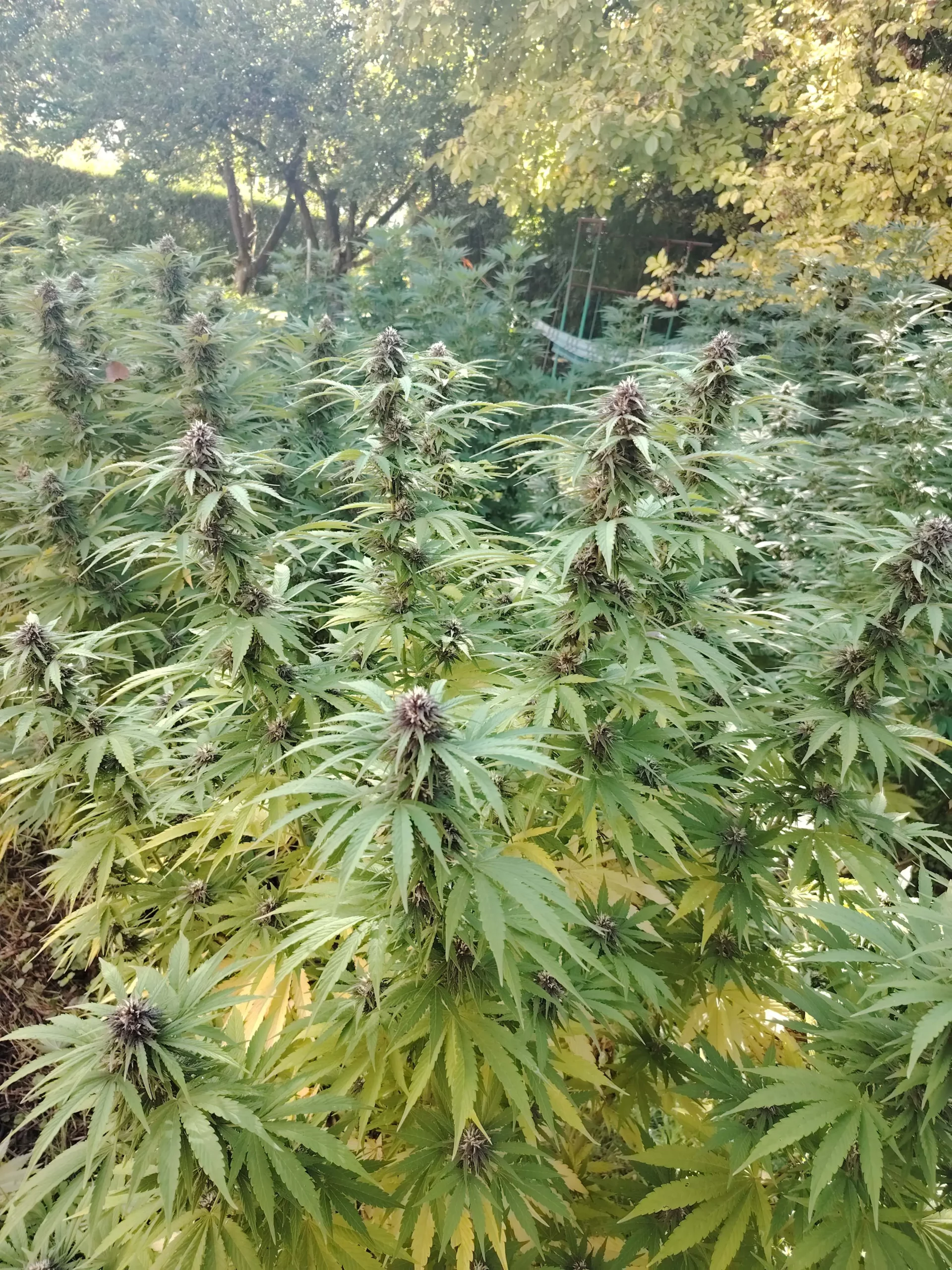 culture de fleurs de Blueberry Kush CBD sur sol vivant