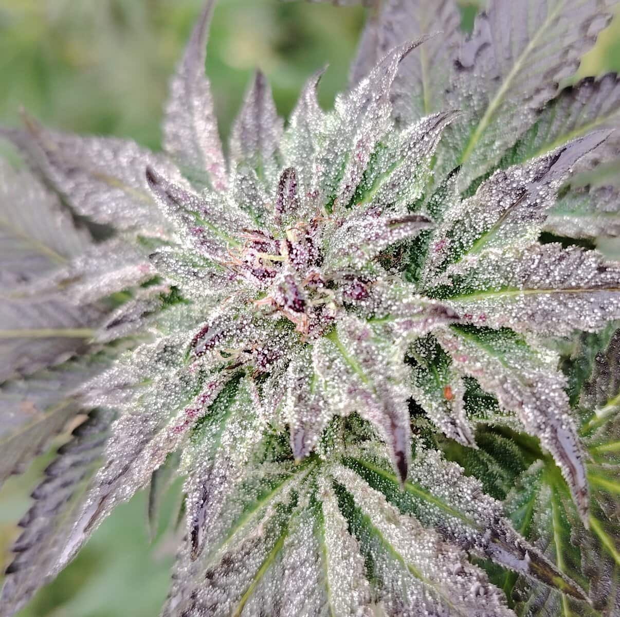 photo-culture-original-cheese