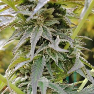 original cheese cbd (outdoor)