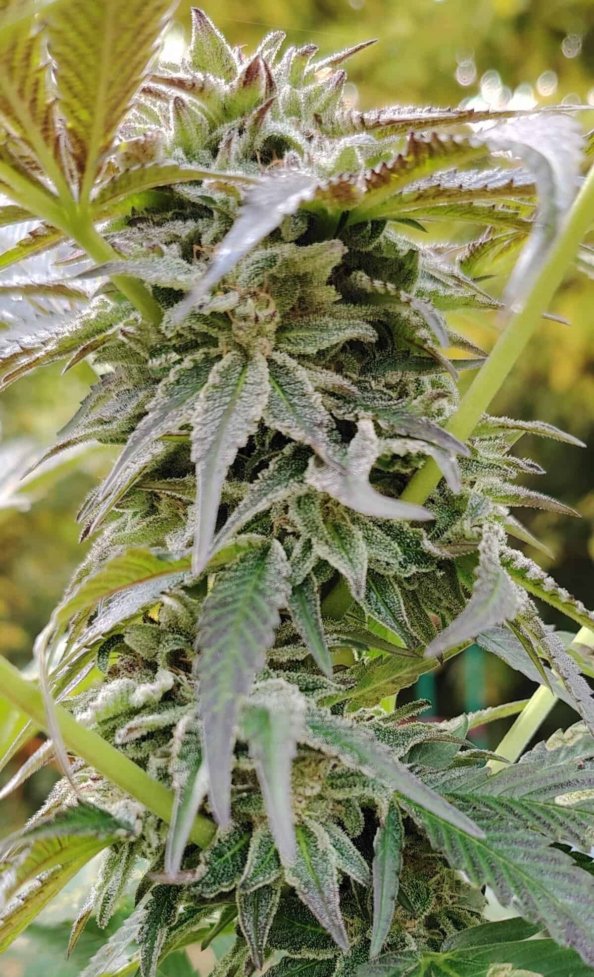 original cheese cbd (outdoor)