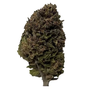 Fleur de CBD Blueberry Kush de haute qualité, bud dense et résineux aux teintes vertes et violacées.