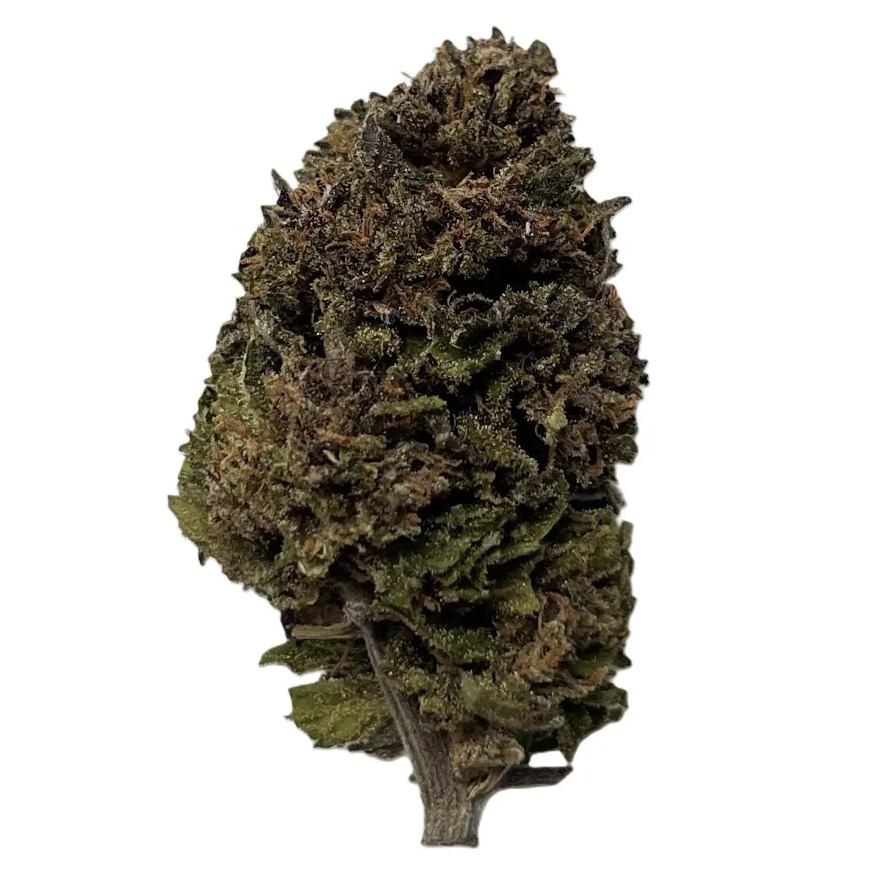 Fleur de CBD Blueberry Kush de haute qualité, bud dense et résineux aux teintes vertes et violacées.