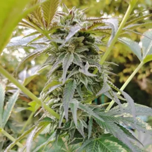 bud de original cheese cultivée en living soil