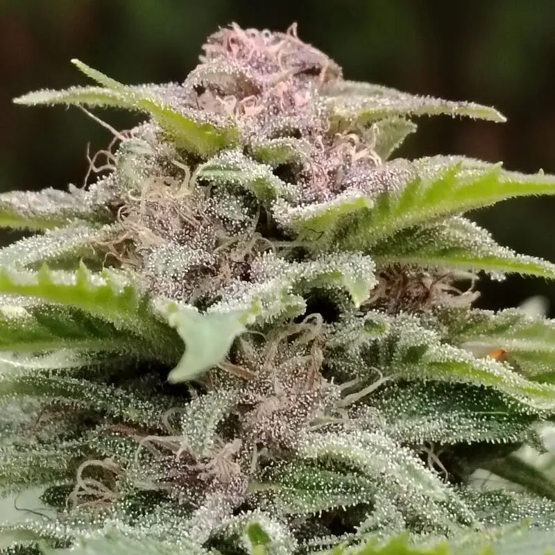 bud fleur strawbanana cbd aux teintes violettes