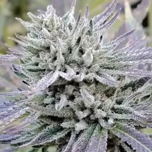 bud resineux strawbanana cbd