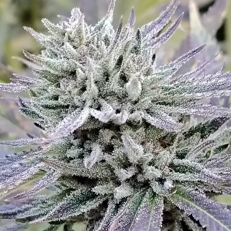 bud resineux strawbanana cbd