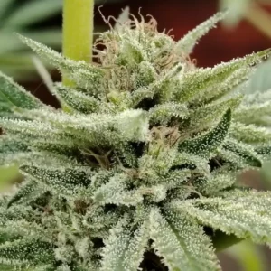 Fleur de strawbanana cbd remplis de trichomes