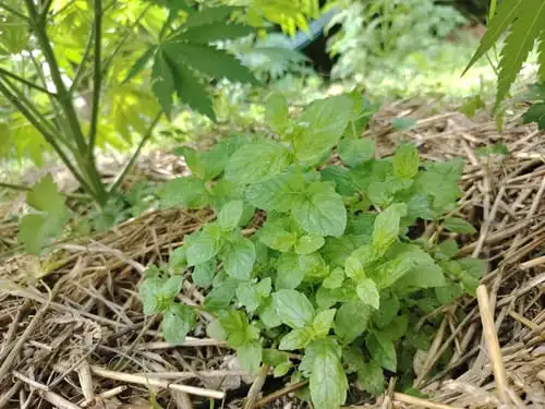 Plant de menthe poivrée living soil en compagnonage avec le cbd