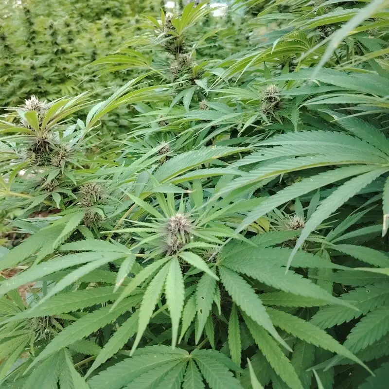 début de floraison de la variété cbd blueberry kush