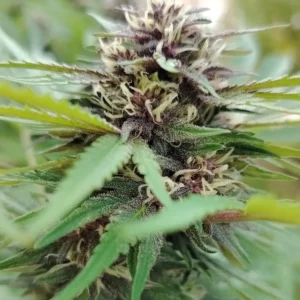 une fleur cbd de blueberry kush