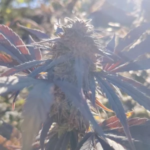 plante de chanvre cbd au phenotype feuille pourpre