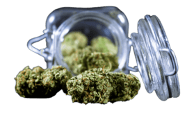 Bocal en verre ouvert remplis de fleurs de cbd