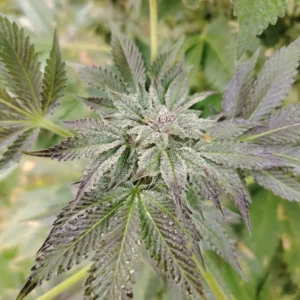 Fleur original cheese cbd outdoor living soil