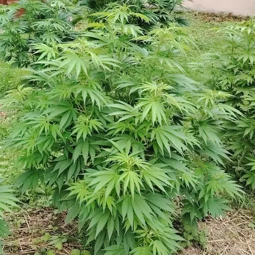 Plant de cbd living soil