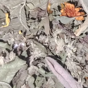 melange de plantes aromatiques et chanvre cbg