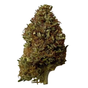 Fleur de chanvre Tropical CBG compacte, aux teintes vertes claires et orangées, recouverte de trichomes et pistils bruns.