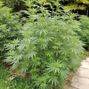 Tropical cbg outdoor en prefloraison