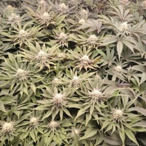 Indoor