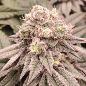 bud original cheese cbd