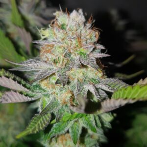 Frozen lou cbd indoor living soil