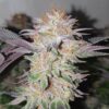 Frozen lou bud cbd indoor living soil