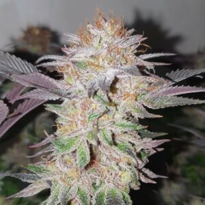 Frozen lou bud cbd indoor living soil