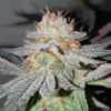 Puff pastries bud cbd indoor living soil