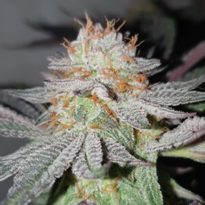Puff pastries bud cbd indoor living soil