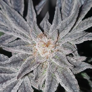 Puff pastries small bud cbd indoor living soil
