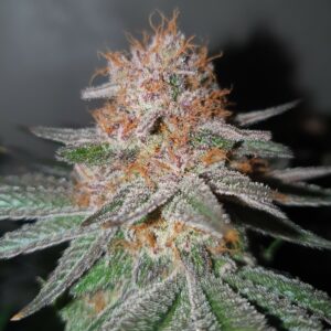 Sweet tarts bud cbd indoor living soil