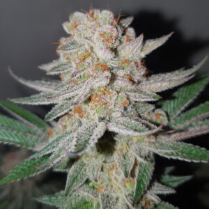 Sweet tarts big bud cbd indoor living soil