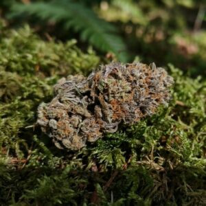 fleur de CBD indoor Frozen Lou sur de la mousse en foret