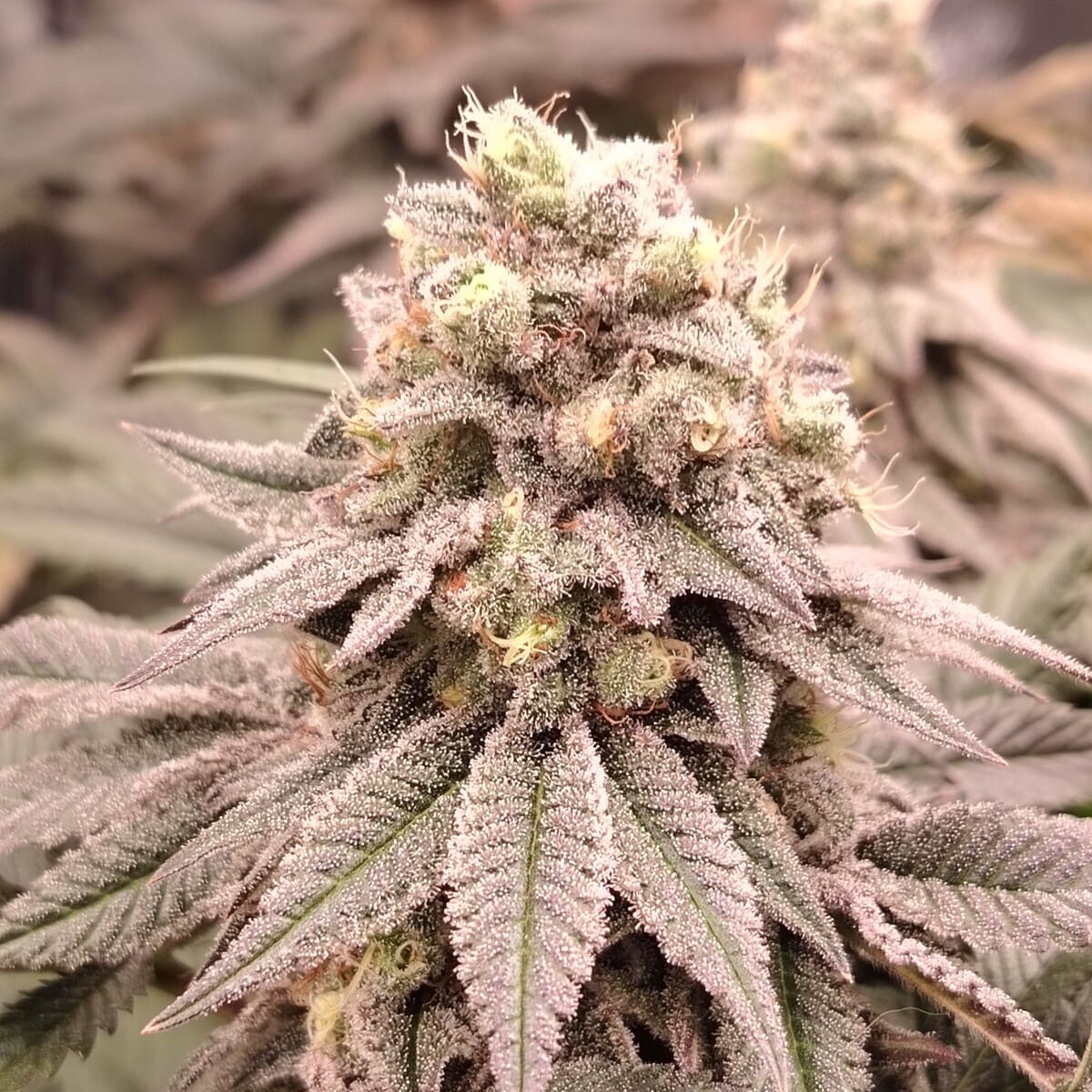 Bud original cheese CBD en indoor couvertes de trichomes
