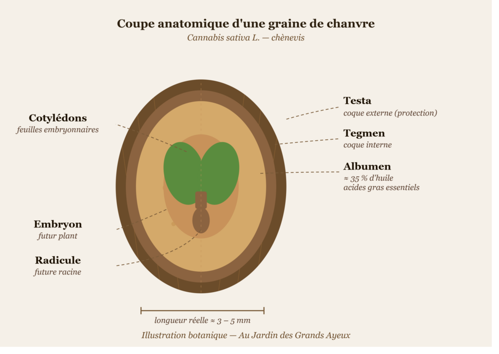 coupe d'une graine de chanvre chènevis