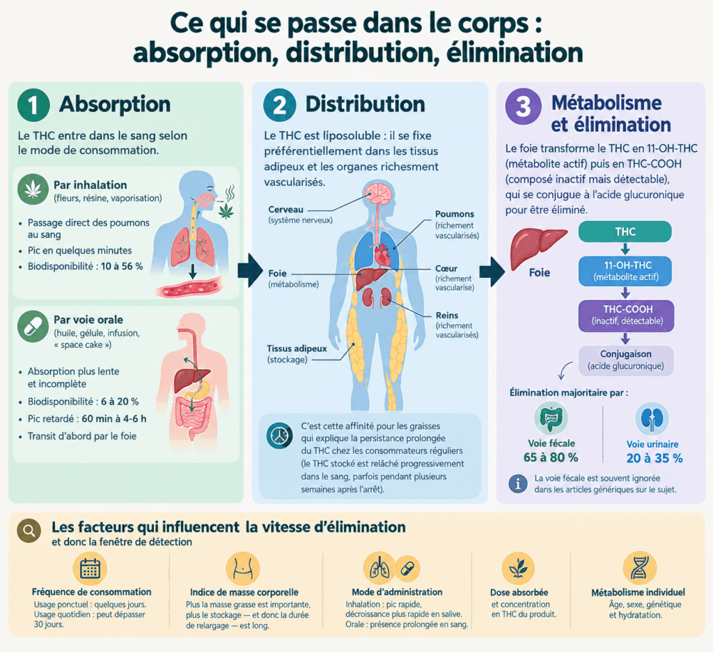 Schéma du parcours du THC dans l'organisme : absorption, distribution dans les graisses et élimination par les urines