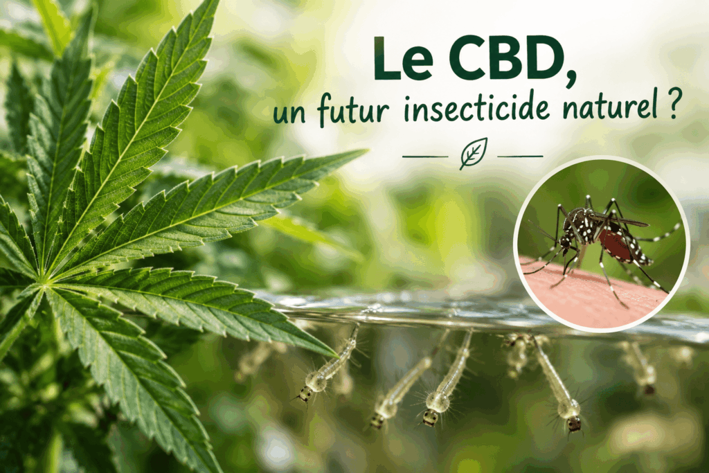 Feuille de chanvre et larves de moustiques : le CBD, un futur insecticide ?