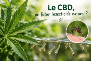 Feuille de chanvre et larves de moustiques : le CBD, un futur insecticide ?
