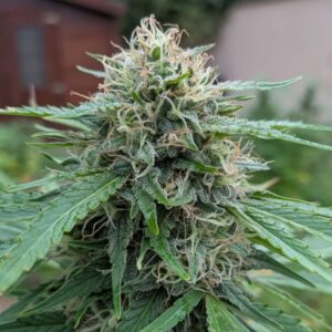 Bud de CBD Sour Cali Lime en culture outdoor